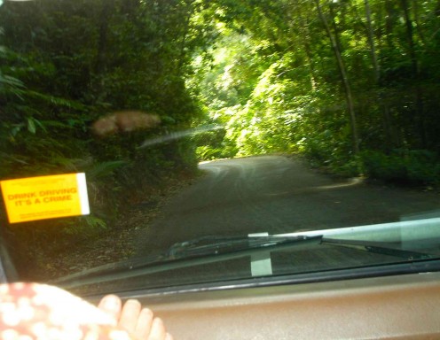 Narrow winding road leads deep into the Rainforest.
