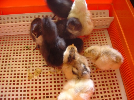 We hatch chicks and goslings out in an incubator