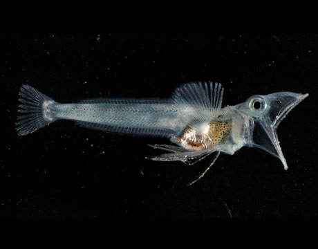 Fish from the Antarctica waters