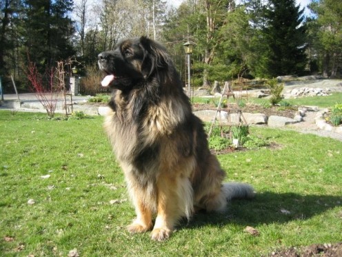 In memoriam Rosco!