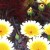 Such a profusion of colors! Such a profusion of colors!