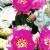Gorgeous cactus flowers Gorgeous cactus flowers