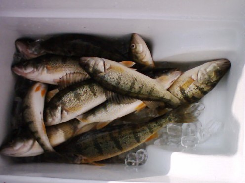 A Good Days Catch