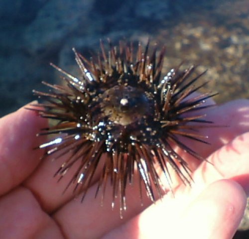 Sea Urchin