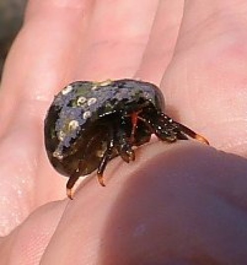 Hermit Crab