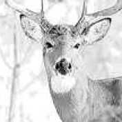 buckfever profile image