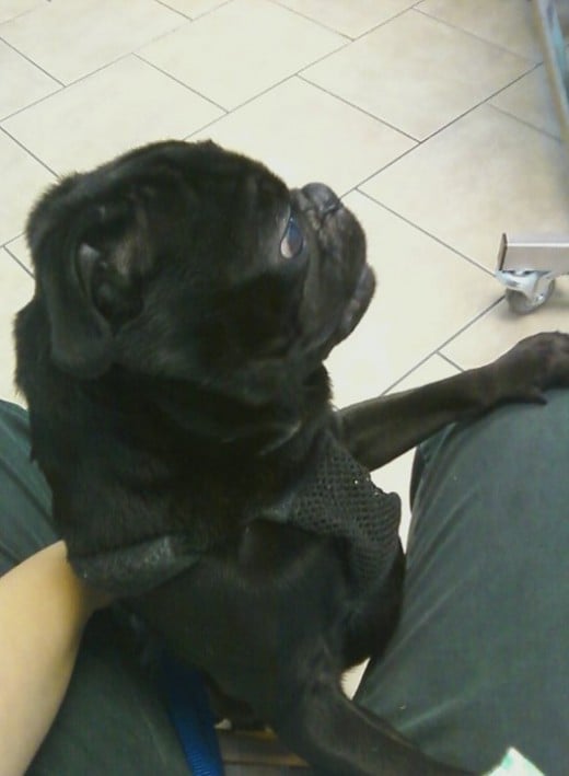My Pug, Ozzy, at the Vet