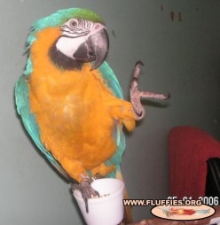 http://s3.hubimg.com/u/3912182_f248.jpg