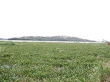 Water hyacinth covers a lake surface.