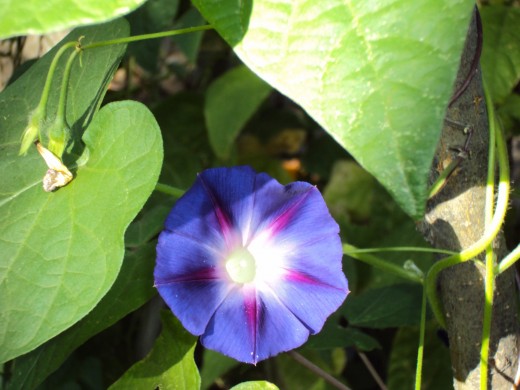 This morning glory served as the inspiration for the solitary morning glory in my painting.