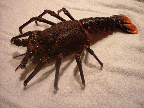 South African Spiny Lobster