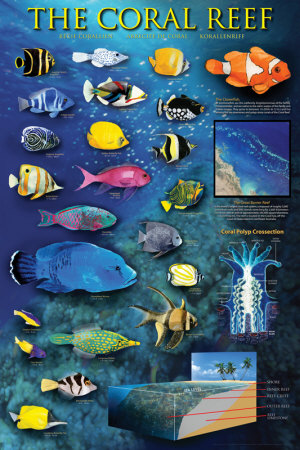 Posters bring your teaching to life!