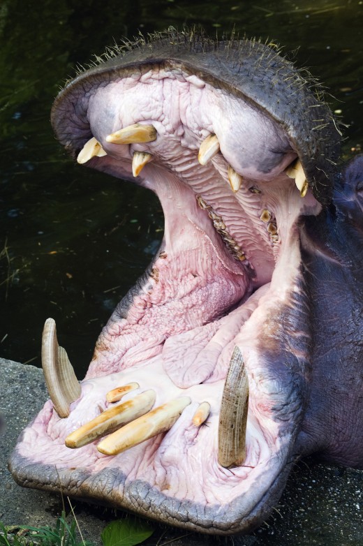 Massive Hippo Jaw