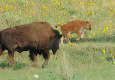 Rockey Mountain Arsenal's Wildlife Preserve. 