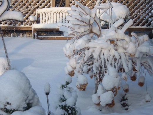 My frozen yard.