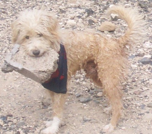 Scampydog carrying a rock