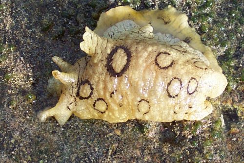 Sea hare
