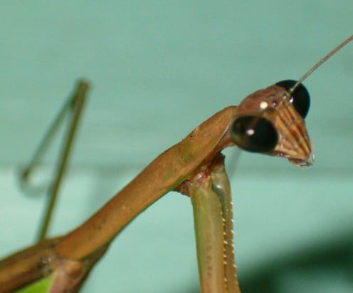 A curious Praying Mantis.