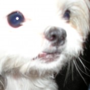 DelMeyer profile image