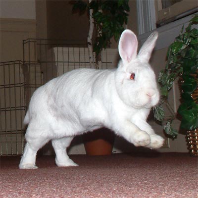 A happy bunny in mid jump!