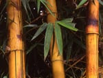 Beautiful bamboo