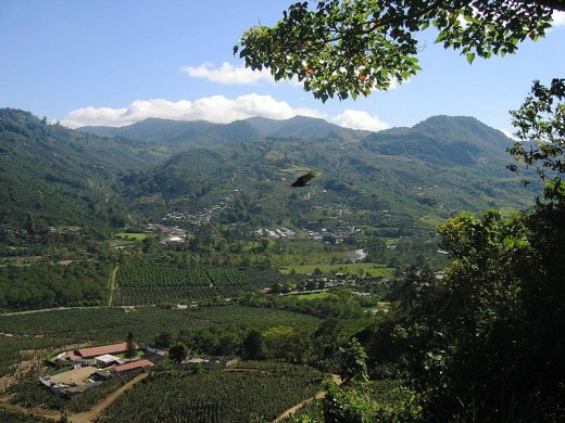 Coffee plantation in Costa Rica. 