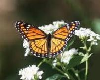 Viceroy butterfly on white milkweed
