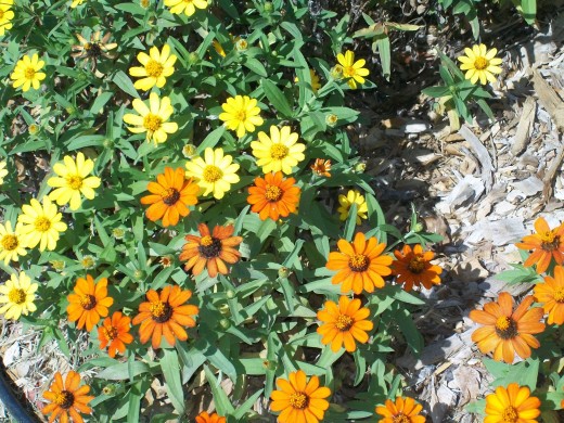 Yellow and Orange Profusion Zinnias grow in the gardens at Jerusalem Community Park. These easily grown flowers are nectar plants for butterflies.