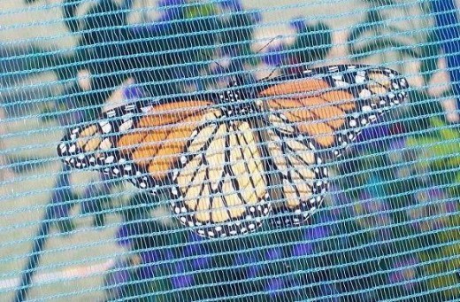 The underside of a Monarch butterfly inside the holding tent.