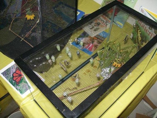 The pupae are invisibly changing - there were over fifteen of them in the cage as well as larvae and butterflies - a full life cycle demo.