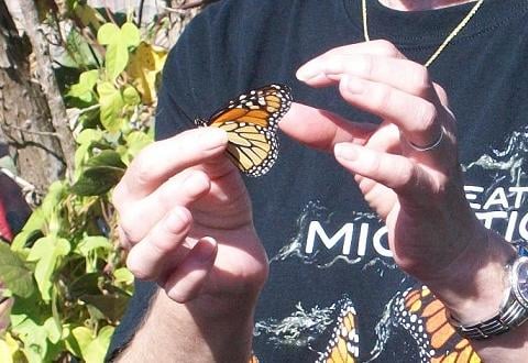 Linda Schemmer was busy again and again telling us how to hold, tag, release the fragile Monarch for flight.