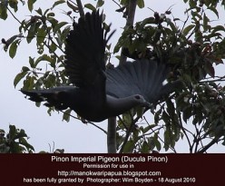 Bird watching in the Beautiful Tropical Rainforest of Manokwari