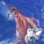 Giant Squid caught on small squid as bait. Shows size and cannabalistic habits of all squid. Giant Squid caught on small squid as bait. Shows size and cannabalistic habits of all squid.