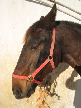 Horse: The heavy horse I rode at the Albufeira Riding Centre in Portugal