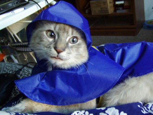 Willetta models her new rain cape. Much to my surprise, she adapted even to the hood.