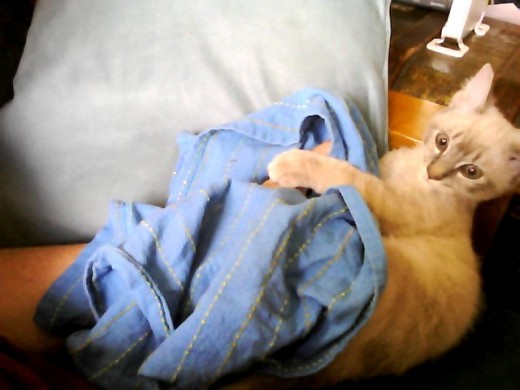 Grrrr, I will subdue this mighty dishtowel if it's the last thing I do!