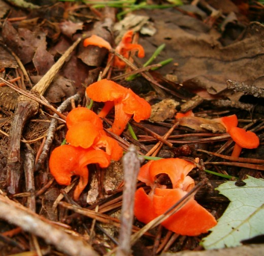 The brilliance of the colors can be amazing.