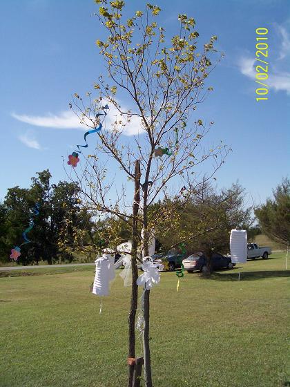 The Jerusalem Community Park sapling descendant of the OKC Survivor Tree.