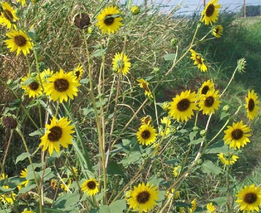 The lowly determined and sturdily beautiful sunflower is a gift of concentrated sunshine.