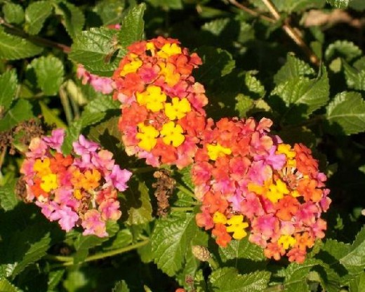 Bright orange Lantana is a vigorous nectar blossom for butterflies.