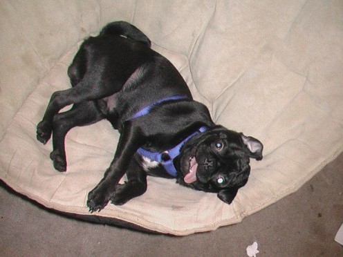 Black pug named Ozzy.  My boy!