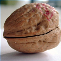 English Walnut