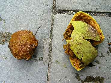 Black Walnut and the husk