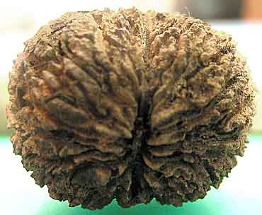 Black Walnut in shell