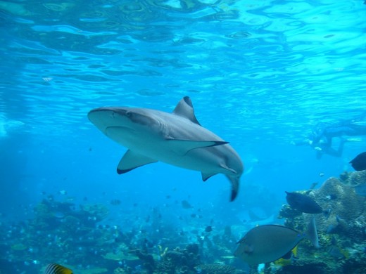 One of the most fearsome creatures of the ocean, Shark.