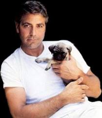 Aww, even George Clooney loves him some Pugface!