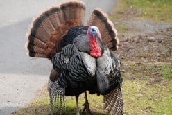 Thanksgiving and Turkey Trivia