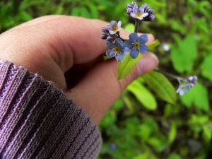 forget-me-not