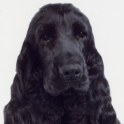 DinnyDinah profile image