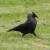 I live here, too!  The personable Jackdaw